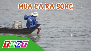 Mùa cá ra sông ở huyện Hồng Ngự, Đồng Tháp | THDT