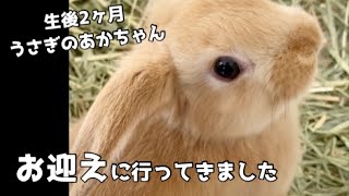 【あかちゃんうさぎ】生後2ヶ月のうさぎを迎えに行ってきました