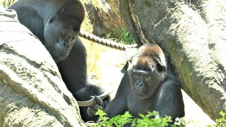 おとぼけハオコさんの消防ホース点検　上野動物園　ニシゴリラ