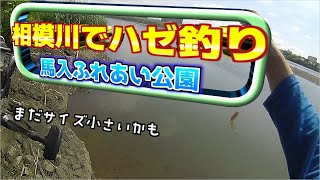 相模川でハゼ釣り【2021年7月】