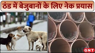 Stray Dogs life: बेजुबानों के लिए नेक प्रयास...ताकि ठंड में मिले सुकून की नींद, देखिए रिपोर्ट