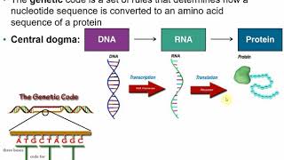 2117 Chapter 8 Part A - Microbial Genetics