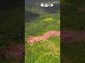 【dji air 2sで崎原桜通りの桜撮ってみた】奄美大島･崎原