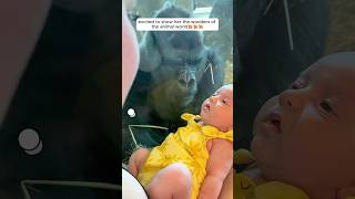 This woman introduced her baby to gorilla and then... #shorts #animals #gorilla