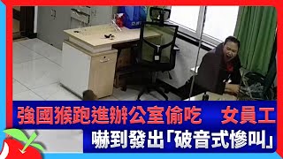 強國猴跑進辦公室偷吃　女員工嚇到發出「破音式慘叫」 | 台灣新聞 Taiwan 蘋果新聞網