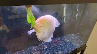 Big Charlie the Giant Gourami eating his romaine! September 2022