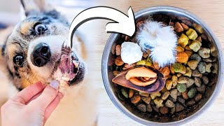 10 Meal Toppers That Supercharge Your Dog's Food!