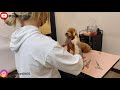 泰迪貴賓臉 剪毛教學示範 dog poodle grooming 夢想寵物美容98