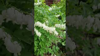 Дицентра великолепная Альба (Dicentra spectabilis Alba) #дицентра #апрель2024 #новыйсезон #❤️