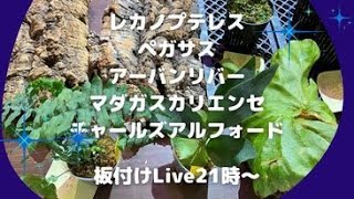 ２１時からライヴ!! レカノプテレス、ペガサスコルク付け、アーバンリバー、マダガスカリエンセ、チャールズアルフォードネットフレームLIVE　ご依頼ありがとうございます。