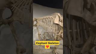 Elephant Skeleton