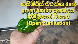 එරත්න dark green jumbo නයිමිරිස් ප්‍රභේදය මෙසේ එළිමහනේ වගා කර වැඩි අස්වැන්නක් ලබාගන්න.