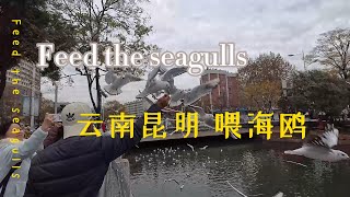 中国云南昆明喂海鸥；几万只从西伯利亚来的海鸥在昆明几个水域，迁徙过冬已经30多年了，我们一起喂一喂老朋友吧！Let's feed the seagulls together!