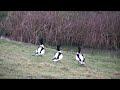 shelduck in dispute