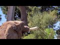 enrichment for the african elephant herd