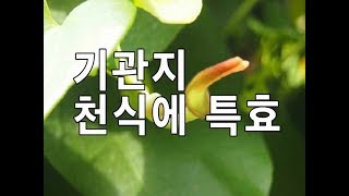 고혈압,천식,폐렴,기침 등 기관지에 좋은 쥐방울덩굴 이야기.