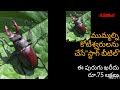 ఈ పురుగు ఖరీదు అక్షరాల రూ.75 లక్షలు stagbeetle manrobo vijayarke wonders