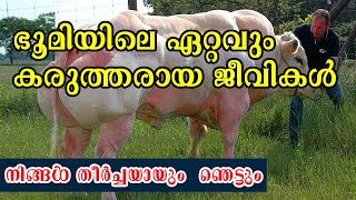 ലോകത്തിലെ ഏറ്റവും ശക്തി കൂടിയ 10  മൃഗങ്ങൾ | Strongest Animals in the World