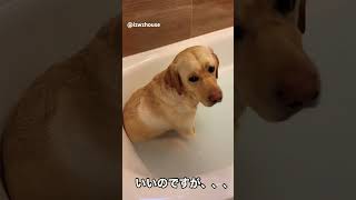 お風呂が大好きすぎるいっちゃん😁#dog #new #いぬ #ラブラドール #お風呂 #happydog #labrador #犬のいる生活 #大型犬