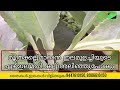 മൂത്രക്കല്ല് ഉണ്ടോ ഇതിന്റെ ഏഴ് ഇലമതി മൂത്രക്കല്ല് അലിയും ഉറപ്പാണ്.. elamulachi ayurvedic plant