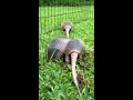 Three baby armadillos digging in the yard