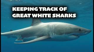 Tracking Great White Sharks .. Australia's Satellite Tagging Program 2000 - 20010