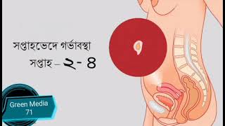 সপ্তাহভেদে গর্ভাবস্থা । Pregnancy by week ।  সপ্তাহ হিসেবে গর্ভাবস্থা