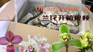 兰花开箱视频/Orchids unboxing