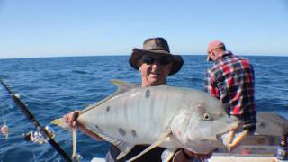 Monster Golden Trevally!!