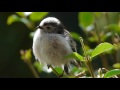 Long tailed tit close-up