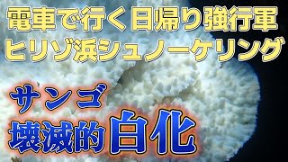 ヒリゾ浜でシュノーケリング サンゴは壊滅的白化 普通電車で日帰りの限界(2024年9月10日)