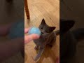 パンチを特訓中の猫😼🥊 ブリティッシュショートヘア かわいい cute ねこ cat 猫 ネコ