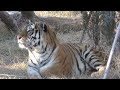 アムールトラ　アースくん　ここを気に入ってくれたかな？　【のんほいパーク】amur tiger earth kun toyohashi zoo