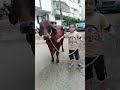 Cow Mandi | Affan With Cow | Karachi Qurbani Video | Cow Videos #FQ #Short