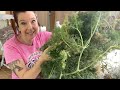 HARVESTING DILL THE RIGHT WAY- Indoor Gardening for Beginners