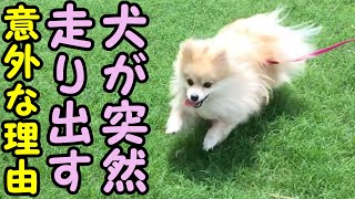 【ひとり大運動会する犬】犬が突然走り出す意外な理由！【私は犬が好き I love Dogs】