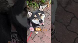 【黒柴】しっぽについて#いぬ#いぬのいるくらし#犬#黒柴#柴犬#dog#kawaii#kawaii#love#shiba#尻尾#しっぽフリフリ#shorts