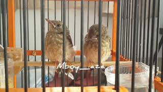 Playtube Pk Ultimate Video Sharing Website