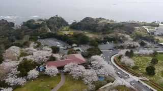 いわきマリンタワー 三崎公園の桜2014年4月10日