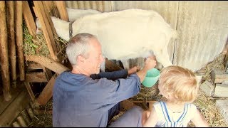 La traite d'une chèvre présentée à un enfant