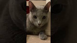 3歳半の男の子🌈 #猫動画 #ねこ好き  #purrfect