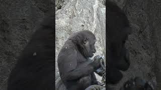 缶から上手に餌をとって食べるスモモ　　上野動物園ゴリラ🦍