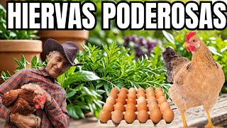 Las Mejores Hierbas para Prevenir Enfermedades en Gallinas ponedoras isa brown