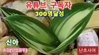 #난초 #춘란 #꽃 #구독자300명감사인사 #2023년06월05일