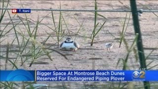 Piping Plovers Get More Park Space