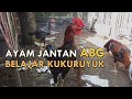 Ayam Jago Kampung Kecil Belajar Berkokok