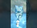 cute pappy dance trending cat dog cute shorts viralvideo viralshorts trend