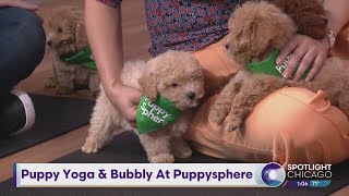 Puppy Yoga \u0026 Bubbly At The Puppy Sphere