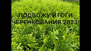 🌳🌲ИТОГИ ЧЕРЕНКОВАНИЯ ДЕКОРАТИВНЫХ РАСТЕНИЙ 2023!🌳🌲 ЧТО БУДЕТ НА ПРОДАЖУ В ЭТОМ ГОДУ ПО ЧЕРЕНКАМ