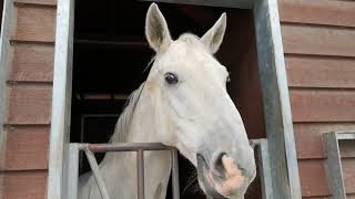 ばんえい十勝 帯広競馬場🐎ふれあい動物園　